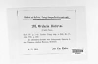 Ramularia bistortae image